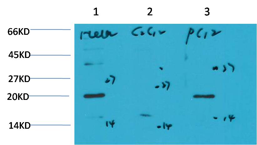 Bax (6F11) Mouse mAb