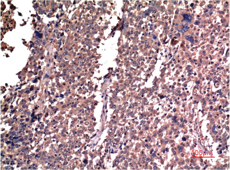 Cyclin B1 (5C1) Mouse mAb