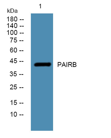 PAIRB rabbit pAb