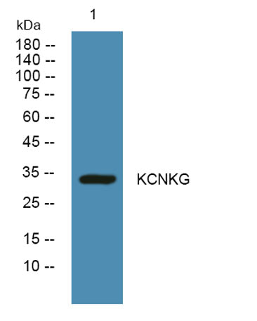 KCNKG rabbit pAb