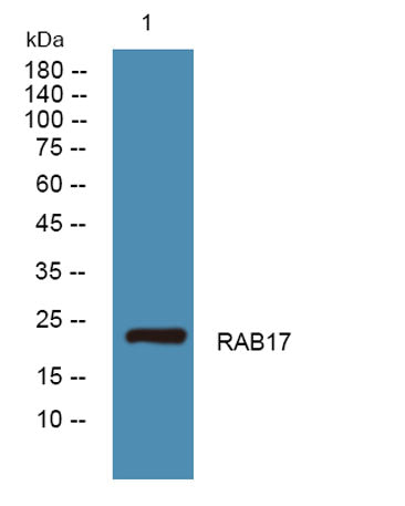 RAB17 rabbit pAb