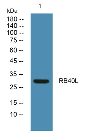 RB40L rabbit pAb