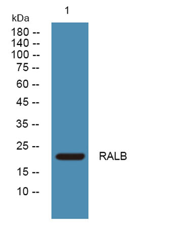 RALB rabbit pAb