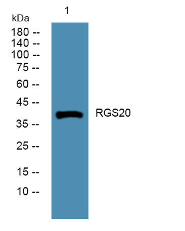 RGS20 rabbit pAb