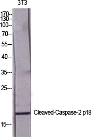 Cleaved-Caspase-2 p18 (G170) rabbit pAb