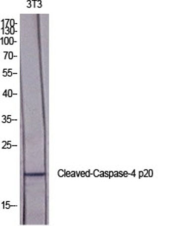Cleaved-Caspase-4 p20 (Q81) rabbit pAb