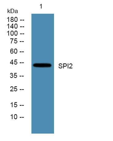 SPI2 rabbit pAb
