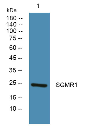 SGMR1 rabbit pAb