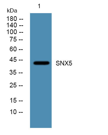 SNX5 rabbit pAb