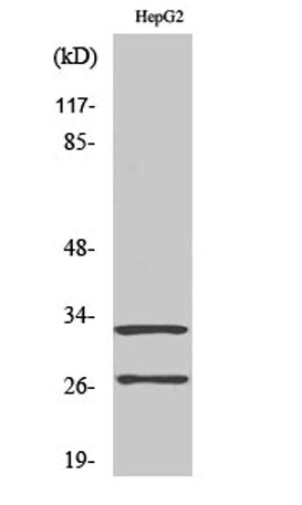 Cleaved-Cathepsin G (I21) rabbit pAb
