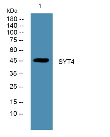 SYT4 rabbit pAb