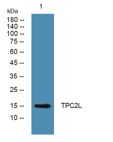 TPC2L rabbit pAb