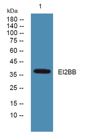 EI2BB rabbit pAb