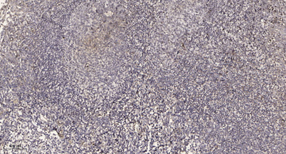 UBP34 rabbit pAb
