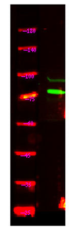 UBP49 rabbit pAb