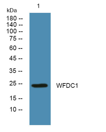 WFDC1 rabbit pAb