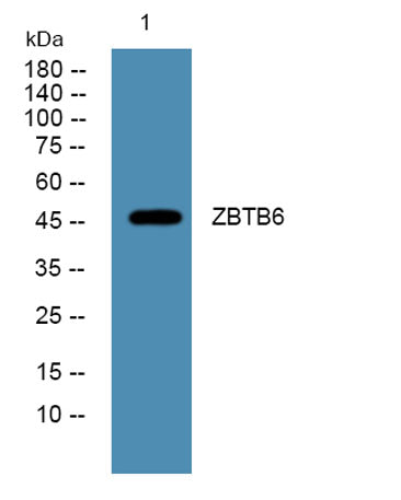 ZBTB6 rabbit pAb