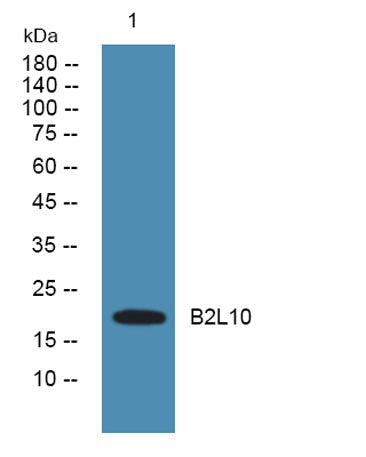 B2L10 rabbit pAb