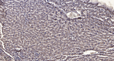 CENPF rabbit pAb