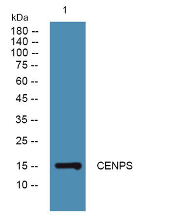 CENPS rabbit pAb