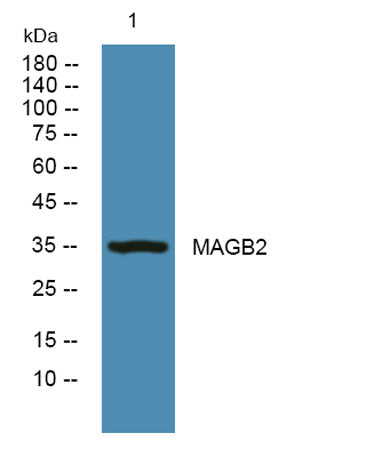 MAGB2 rabbit pAb