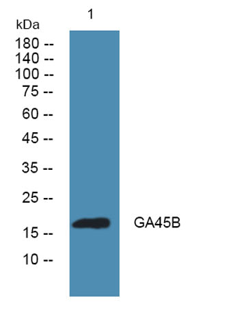 GA45B rabbit pAb