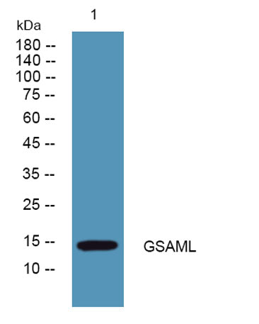 GSAML rabbit pAb