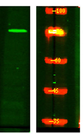 NUFP2 rabbit pAb