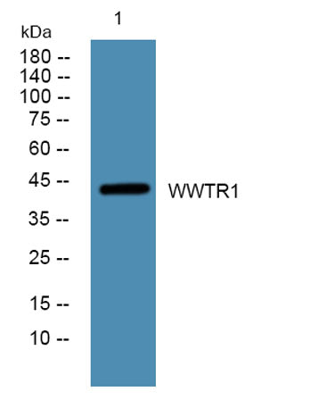 WWTR1 rabbit pAb
