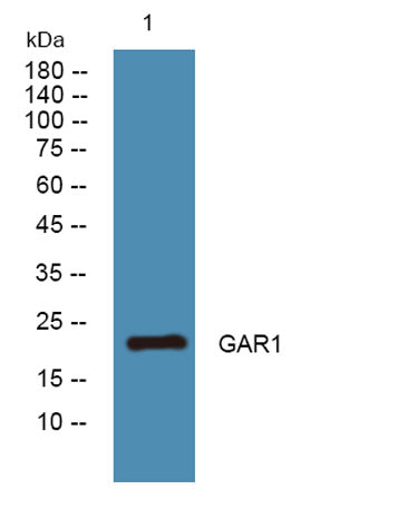 GAR1 rabbit pAb