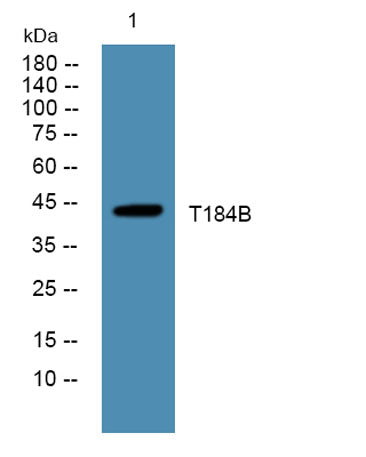 T184B rabbit pAb