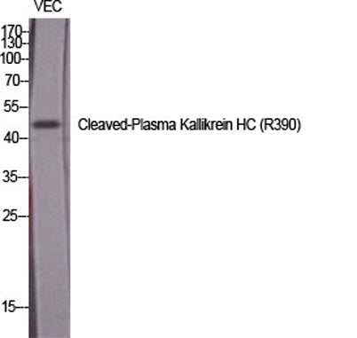 Cleaved-Plasma Kallikrein HC (R390) rabbit pAb