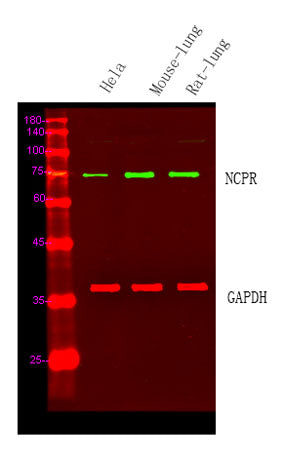 NCPR rabbit pAb