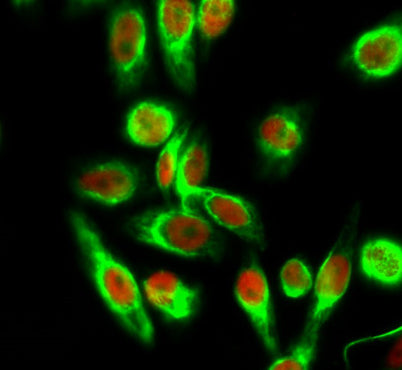 Histone H4 (Acetyl Lys5) rabbit pAb