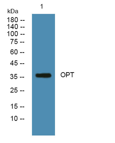 OPT rabbit pAb