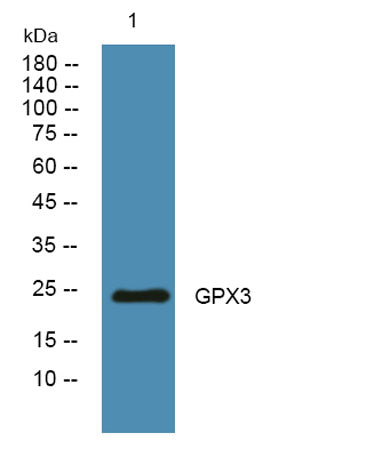 GPX3 rabbit pAb