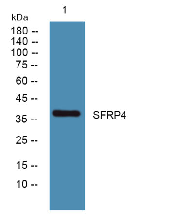 SFRP4 rabbit pAb