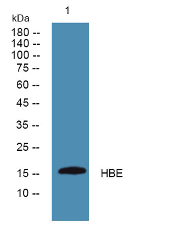 HBE rabbit pAb