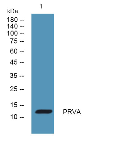 PRVA rabbit pAb
