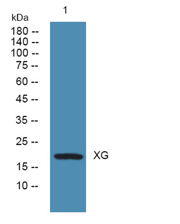 XG rabbit pAb