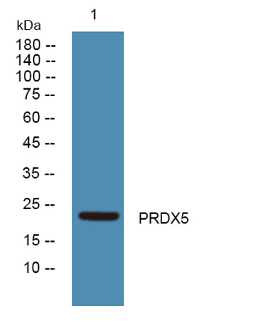PRDX5 rabbit pAb