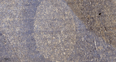 VWF rabbit pAb
