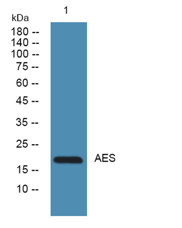 AES rabbit pAb