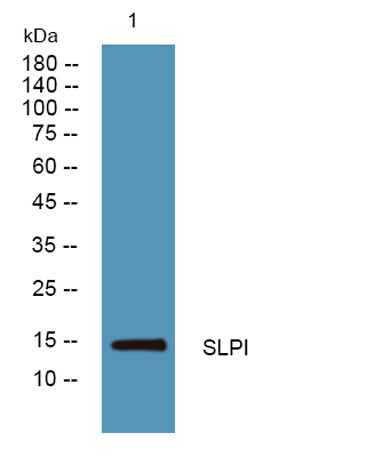 SLPI rabbit pAb