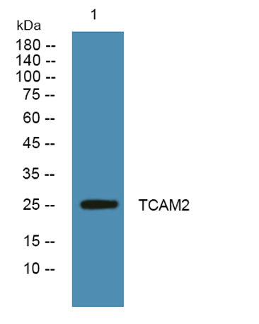 TCAM2 rabbit pAb