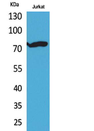 p73 (Acetyl Lys327) rabbit pAb