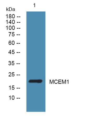MCEM1 rabbit pAb