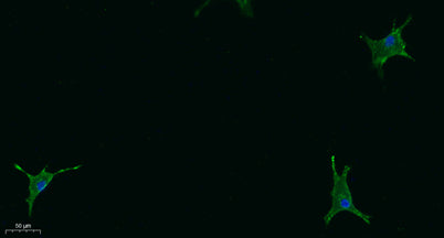 STAB2 rabbit pAb