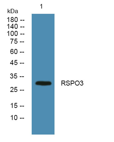 RSPO3 rabbit pAb