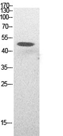 p53 (Acetyl Lys382) rabbit pAb